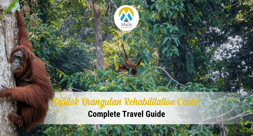 Sepilok Orangutan Rehabilitation Centre: Complete 2025 Travel Guide
